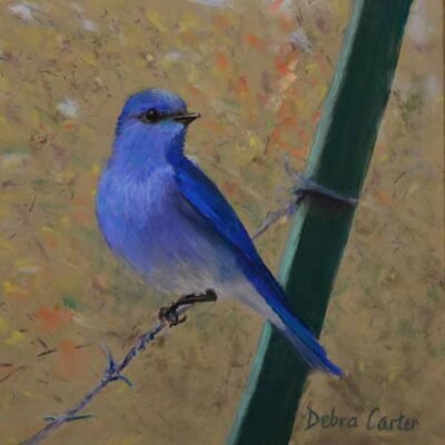 Mountain Bluebird on a Fence - Pastel by Debra Kay Carter Prints available