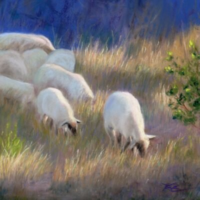 Sheep Grazing Early Morning